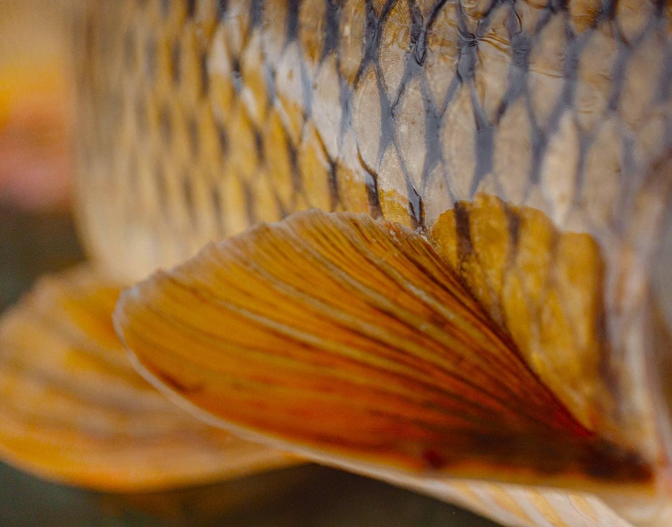 Close-up of an orange fish fin and overlapping golden scales, showing texture and pattern.
