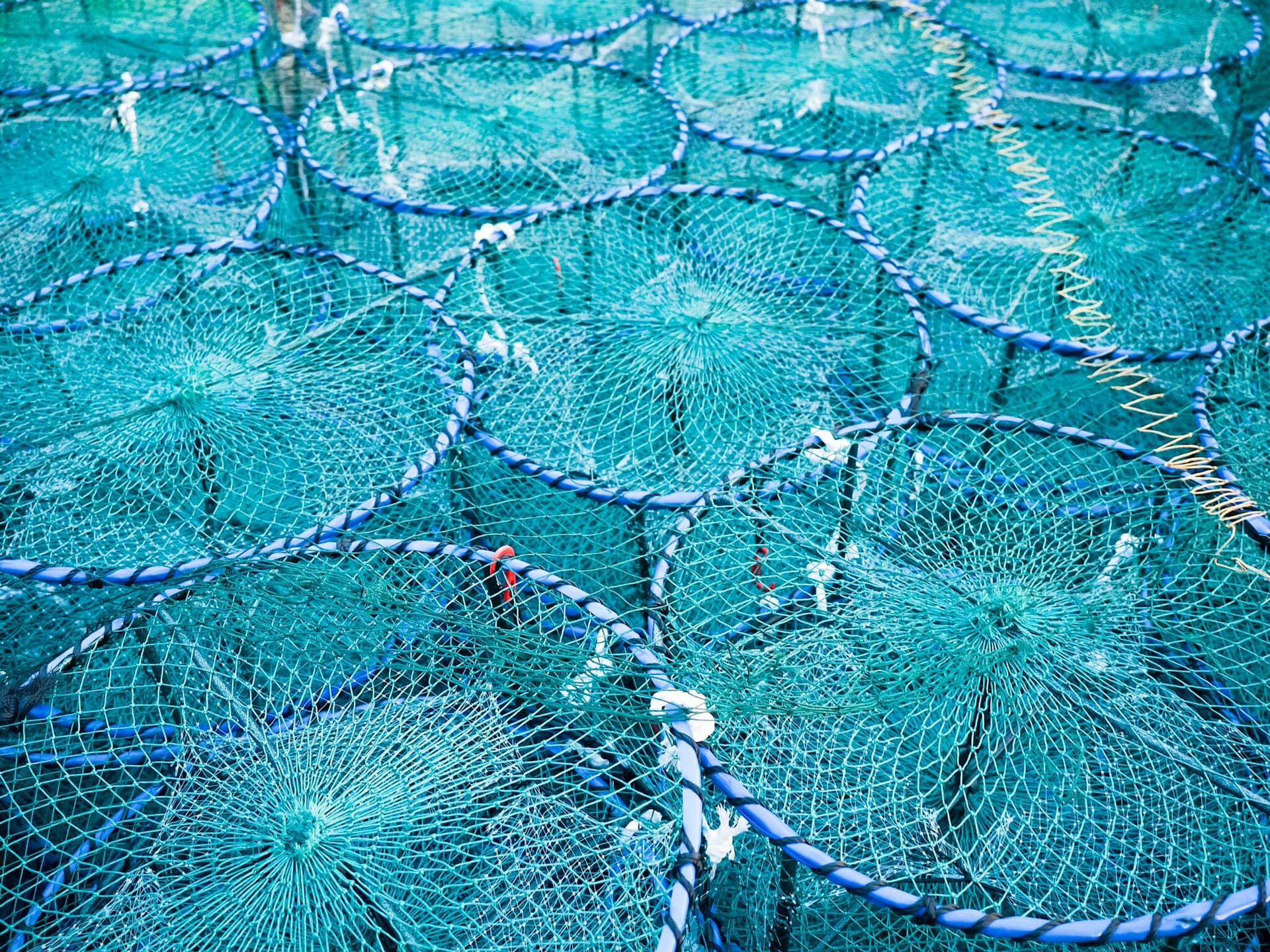 Stacked rows of turquoise circular crab pots packed tightly together.