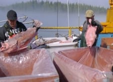 Dockside monitor inspecting groundfish as they are unloaded into totes.