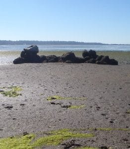 Boulder clusters placed on an intertidal sand and silt flat at Roberts Bank, creating new habitat as part of the Deltaport Third Berth compensation program.
