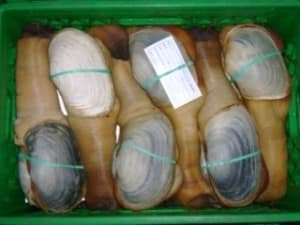 Crate filled with harvested geoduck clams banded and ready for inspection.