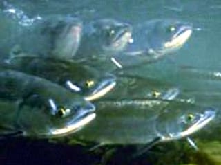 School of salmon swimming underwater near the camera.