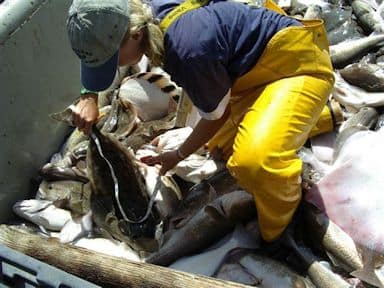 At-sea observer measuring and sampling mixed groundfish catch in a vessel fish hold.
