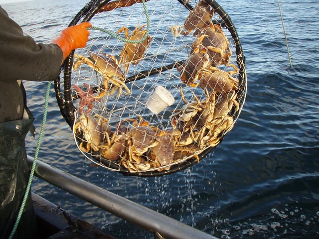 Deckhand in orange gloves lifting a round crab pot full of live Dungeness crabs from the sea.