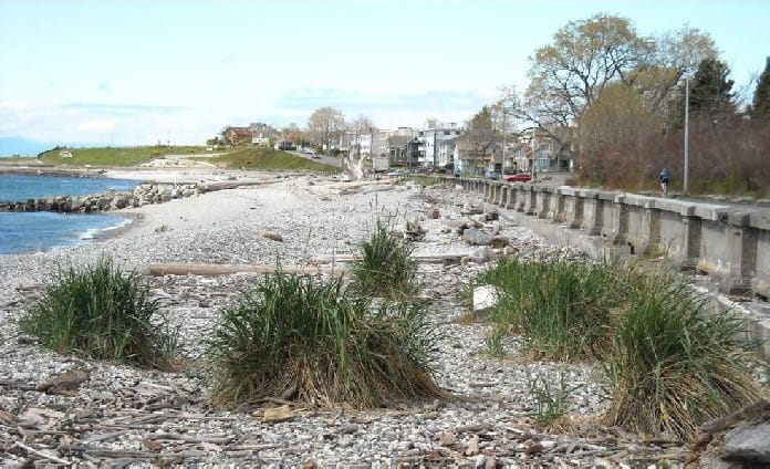 Coastal cobble beach in Ross Bay, Victoria, with dune grass and driftwood fronting the concrete seawall and nearby homes, illustrating restored habitat and erosion control years after beach nourishment