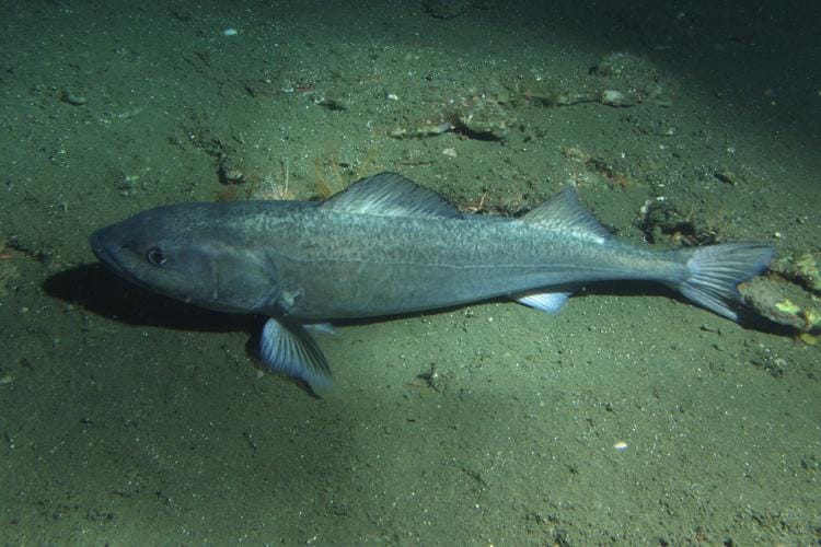 Sablefish resting on a sandy seafloor, photographed with underwater lights.