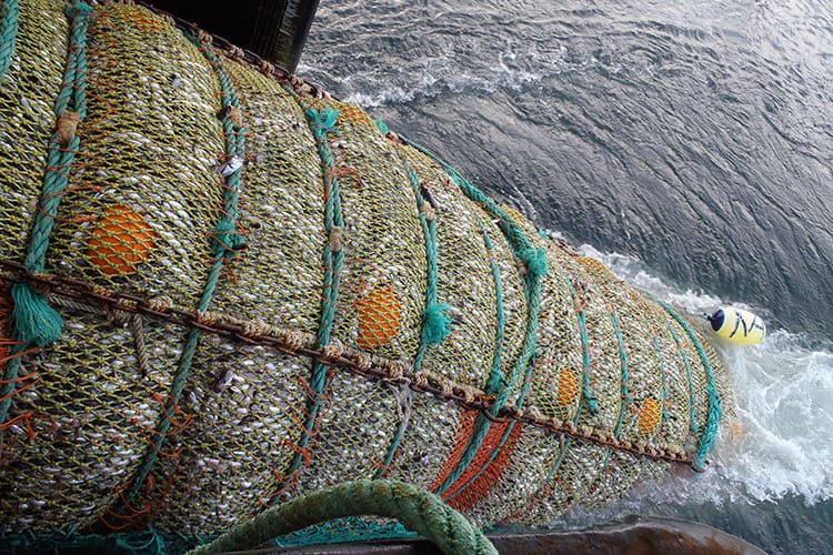 Large cylindrical trawl net full of fish being hauled up beside a vessel with seawater foaming underneath.