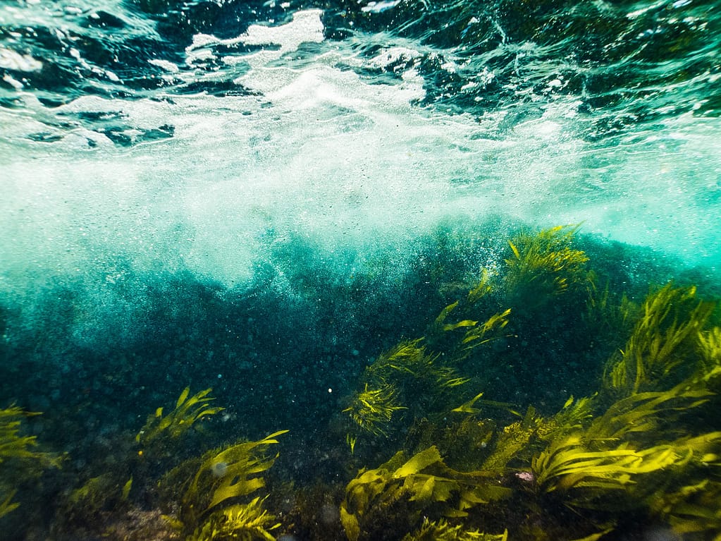 Underwater view of breaking surf above a kelp forest, with green seaweed waving in turbulent blue water.