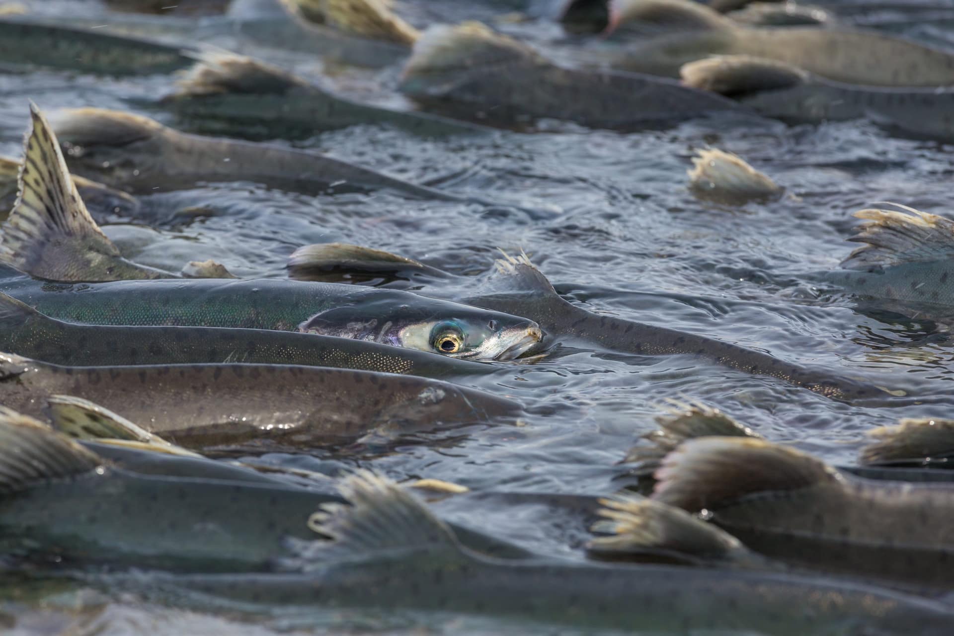 School of salmon crowded together swimming upstream in shallow flowing water.