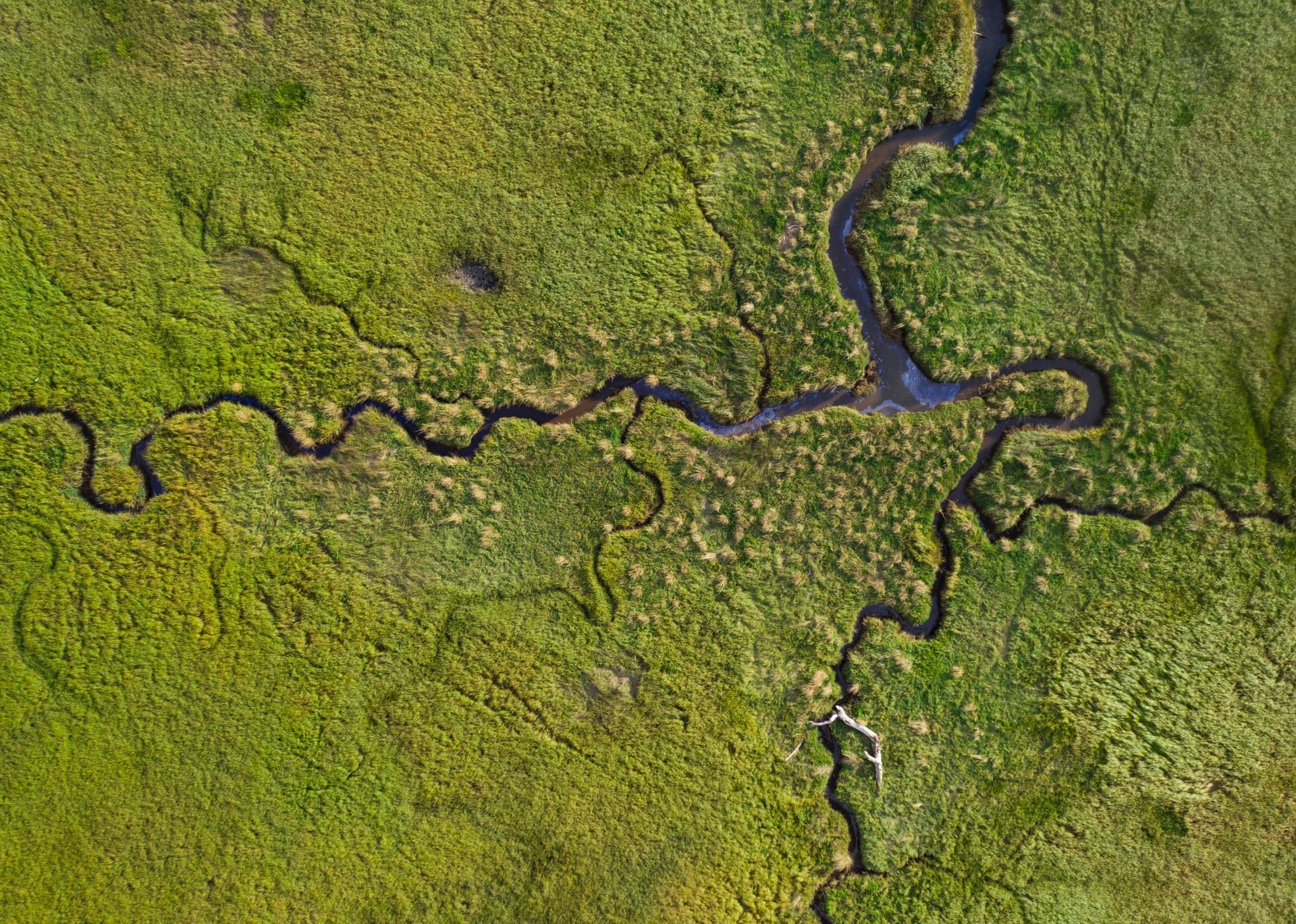 Aerial view of green coastal wetland with winding tidal channels and dense marsh vegetation.