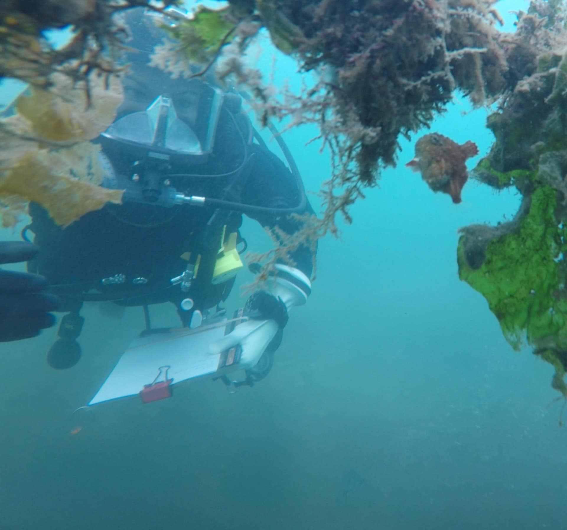 Archipelago scientific diver recording survey data on a clipboard among algae-covered structures underwater.