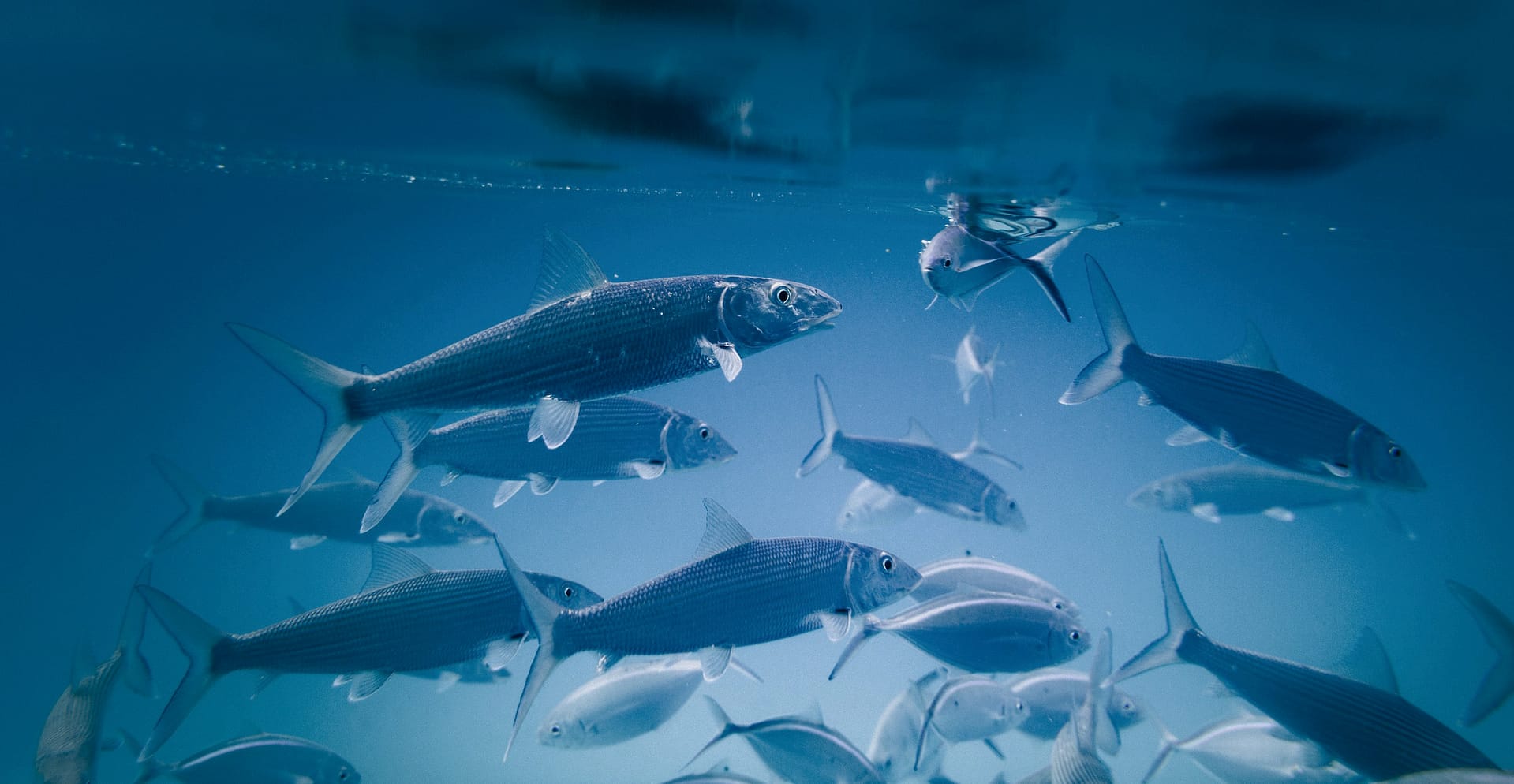 School of silver fish swimming in clear blue water, illustrating healthy marine ecosystems and fish stocks.