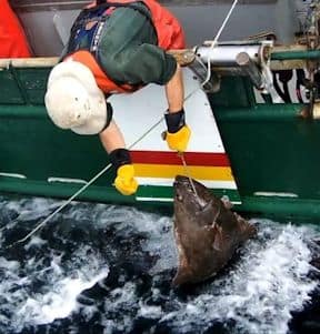 Crew member in safety gear bringing a large halibut alongside the vessel for measuring and release under electronic monitoring