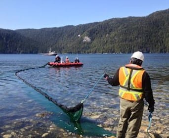 Worker in safety vest holding one end of a beach seine net in shallow water while a small boat pulls the net offshore in a coastal inlet.