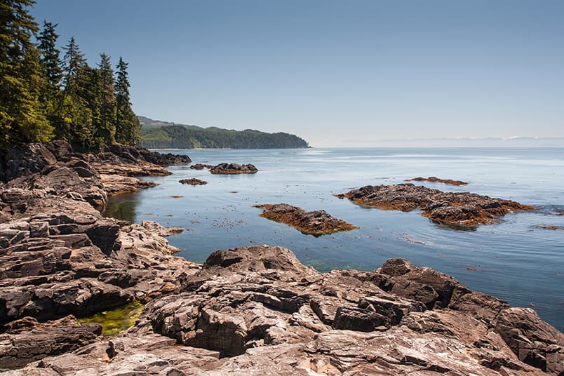 Rocky intertidal shoreline with kelp beds and conifer forest along a calm coastal inlet.