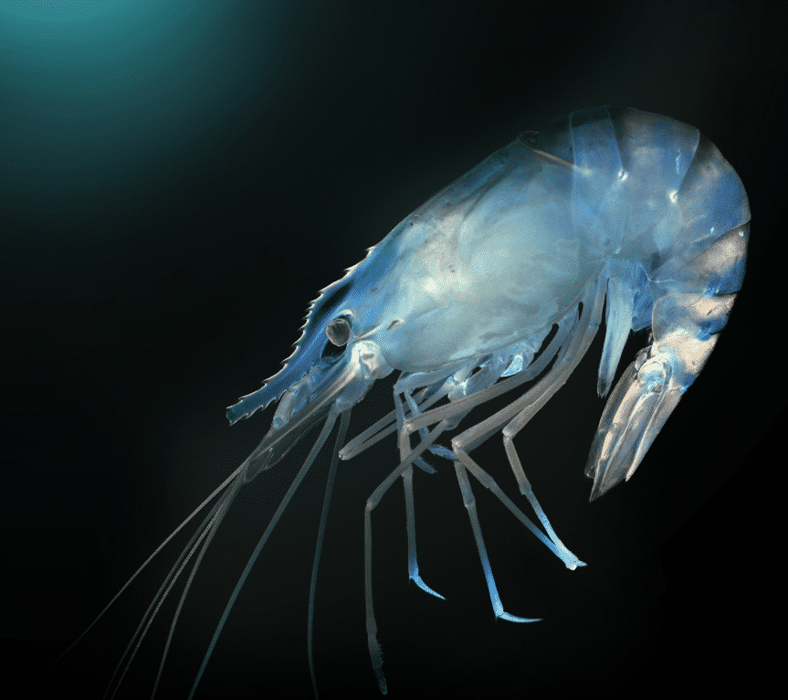 Translucent shrimp lit in blue on dark background, highlighting delicate legs and antennae.