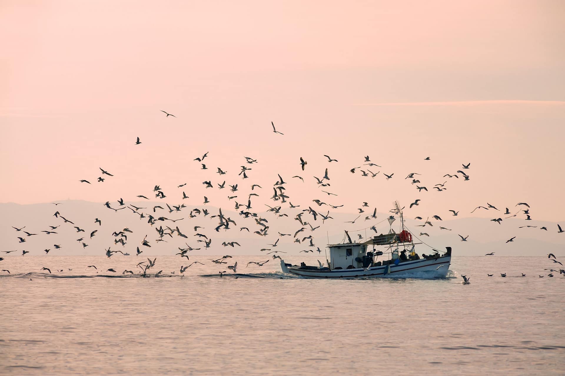 Fishing vessel surrounded by seabirds at sunrise returning from offshore harvest.